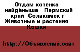 Отдам котёнка - найдёныша - Пермский край, Соликамск г. Животные и растения » Кошки   